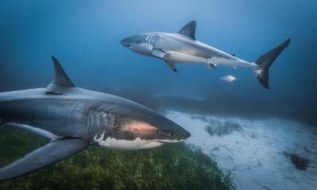 Two great white sharks.