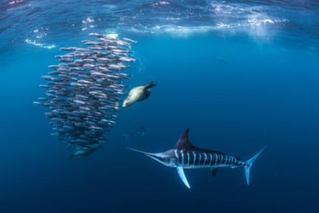 Striped marlin hunting mackerel and sardines, joined by a sea lion.