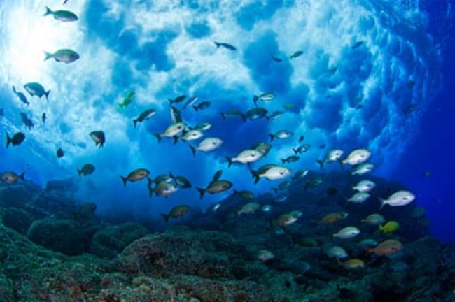 School of Pacific rudderfish off Peru