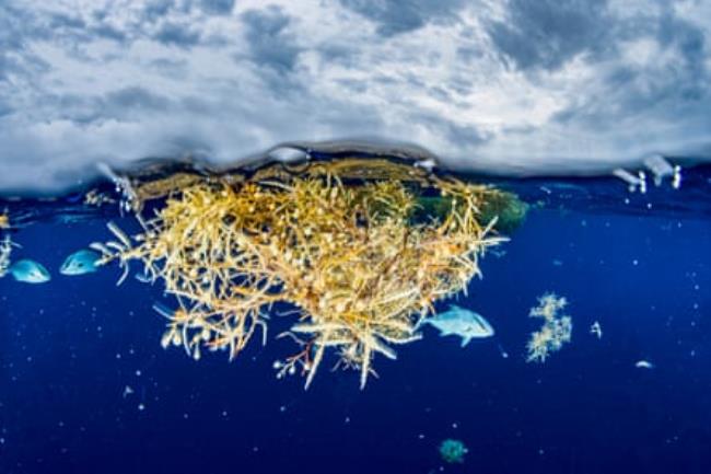 Jacks take shelter under sargassum seaweed in the Sargasso Sea.