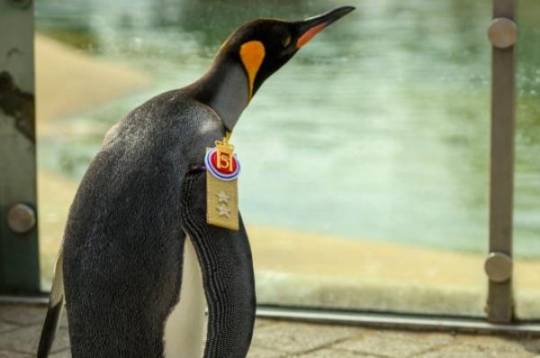 King penguin, Sir Nils Olav, during a ceremony with the King's Guard Band and Drill Team of Norway at Edinburgh Zoo to promote King penguin, Brigadier Sir Nils Olav, to his new rank - Major General Sir Nils Olav III, Baron of the Bouvet Islands. Picture date: Mo<em></em>nday August 21, 2023. PA Photo. Sir Nils Olav is the mascot and co<em></em>lonel-in-chief of the Norwegian King's Guard. He is named after Major Nils Egelien, who organised his adoption back in 1972, and the then-King of Norway, King Olav. See PA story ANIMALS Penguin. Photo credit should read: John Linton/PA Wire