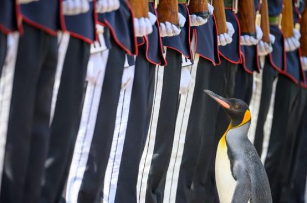 King penguin, Sir Nils Olav inspects a Guard of Ho<em></em>nour during a ceremony with the King's Guard Band and Drill Team of Norway at Edinburgh Zoo to promote King penguin, Brigadier Sir Nils Olav, to his new rank - Major General Sir Nils Olav III, Baron of the Bouvet Islands. Picture date: Mo<em></em>nday August 21, 2023. PA Photo. Sir Nils Olav is the mascot and co<em></em>lonel-in-chief of the Norwegian King's Guard. He is named after Major Nils Egelien, who organised his adoption back in 1972, and the then-King of Norway, King Olav. See PA story ANIMALS Penguin. Photo credit should read: John Linton/PA Wire