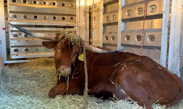 Ricardo, the Texas Lo<em></em>nghorn that caused a commotion near Newark's Penn Station, is seen awake at a New Jersey animal sanctuary