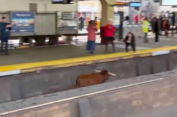 Bull seen running up and down train tracks