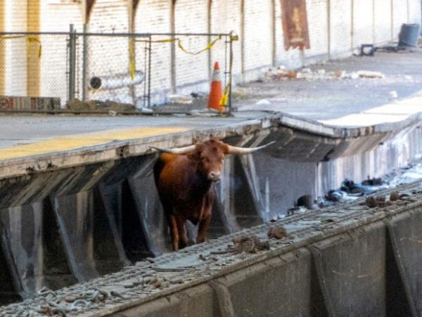 Bull stands on the rail tracks near Newark Penn Station in New Jersey