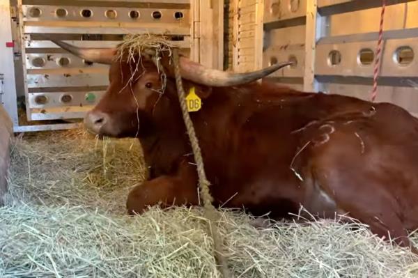 Bull seen awake after sedation 