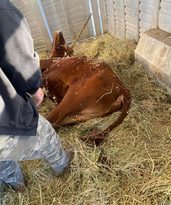 Ricardo is seen heavily sedated after arriving at Skylands Animal Sanctuary and Rescue in Wantage, New Jersey