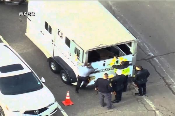 Ricardo the bull seen in transport vehicle after capture 