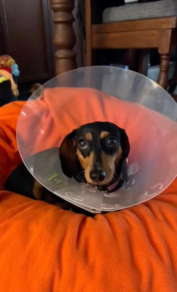 Dog in neck cone.