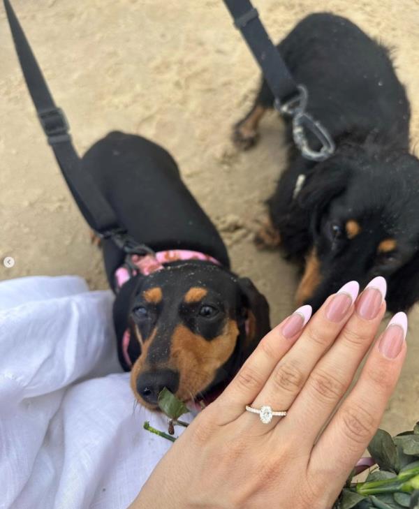 Two dogs seen with Payne's engagement ring