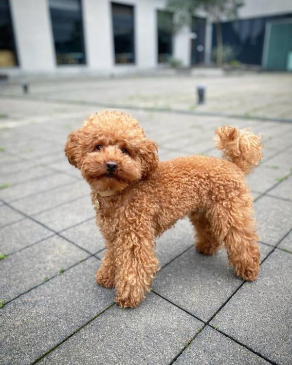 Toy poodle.