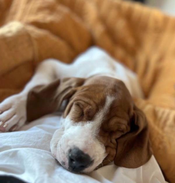 Beau sleeping as a puppy