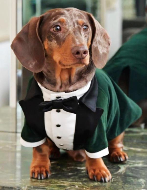 Duke the daschund wearing a sharp tuxedo at Trevor DeBlase's wedding in April 2023