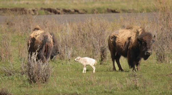 Wakan Gli, which means “Return Sacred” in Lakota, has not been seen since its birth on June 4, the Natio<em></em>nal Parks Service said Friday.