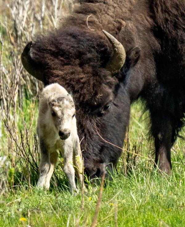 Park officials declined to comment on wher<em></em>e the rare white bovine could have gone since its first and o<em></em>nly sighting.