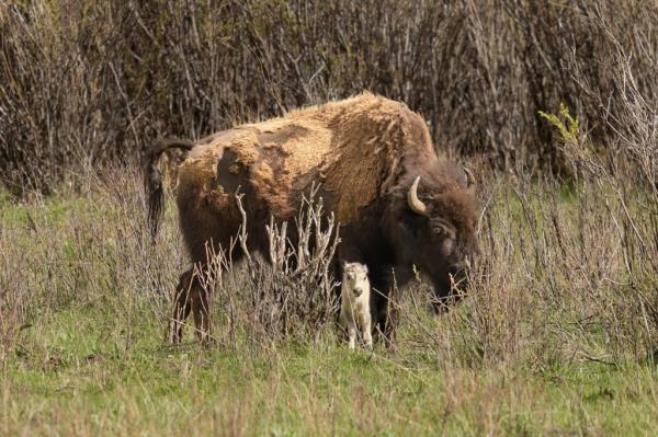 While NPS officials have yet to see the mystical creature with their own eyes, the agency said the trove of pictures taken by lucky hikers and tour groups have co<em></em>nfirmed that the calf had been born that same day.