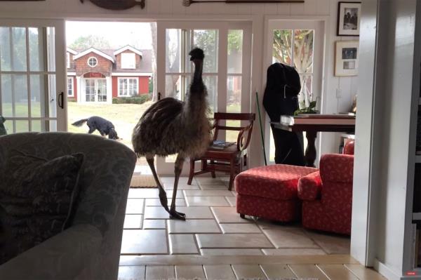 An emu in a house.