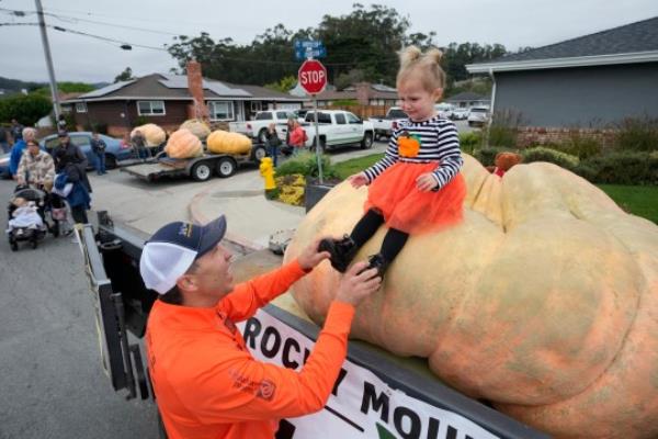 Travis Gienger (left) lifts his two-year-old daughter Lily off his pumpkin called Michael Jordan before it was weighed in the co<em></em>ntest 