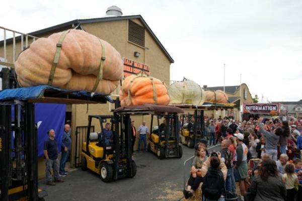 The final four pumpkins to be weighed are lifted up for the crowd at Safeway 50th annual World Champio<em></em>nship Pumpkin Weigh-Off in Half Moon Bay, California