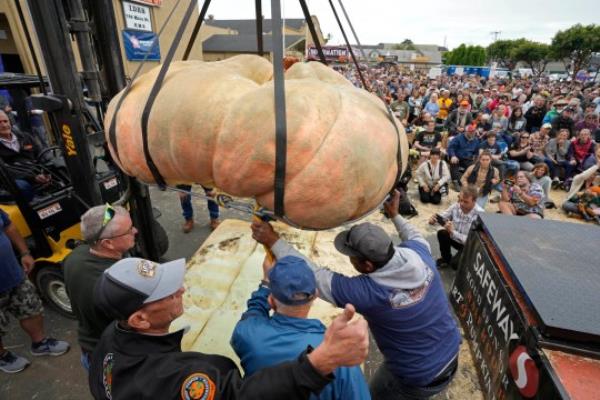 The pumpkin named Michael Jordan is lifted to be weighed at the Safeway 50th annual World Champio<em></em>nship Pumpkin Weigh-Off 